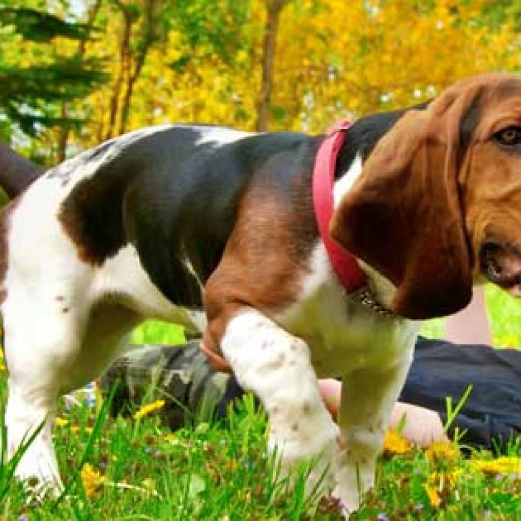 summer Medical Arts Allergy, PC